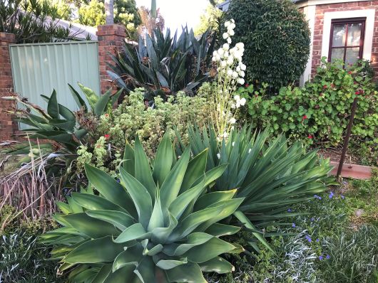 beautiful garden in Mildura